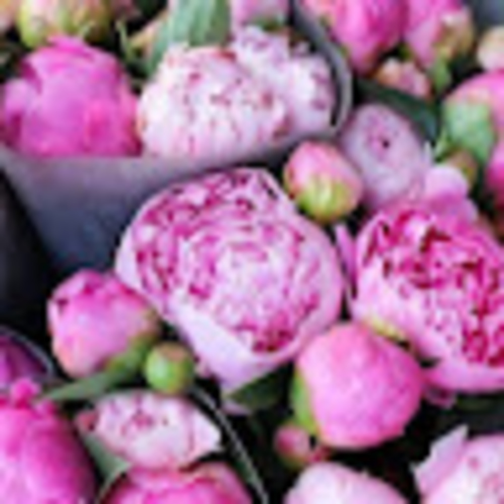 Meet your Posher, Silver.